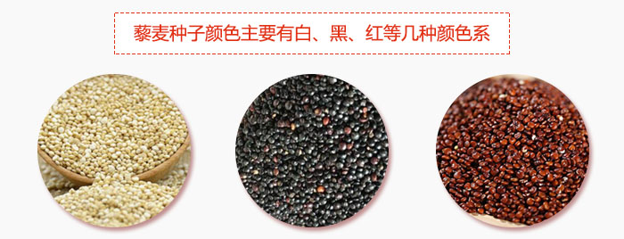 藜麥種子顏色主要有白、黑、紅等幾種顏色系，營養(yǎng)成分相差不大，其中白色口感好，黑、紅色口感相對差些，籽粒也較小。