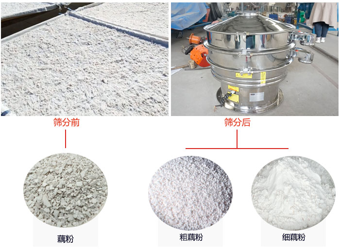 蓮藕淀粉曬干，采用304不銹鋼材質(zhì)藕粉振動篩篩分后前后對比效果圖展示。