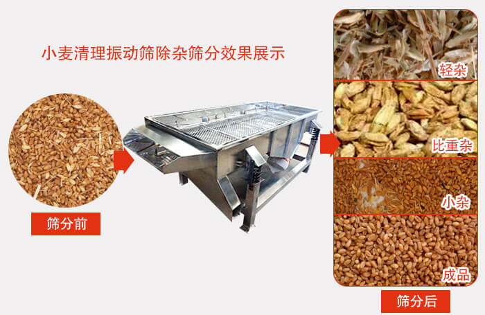 小麥清理振動(dòng)篩小麥篩分效果展示圖可同時(shí)篩分出輕雜，比重雜，小雜，成品等四個(gè)等級(jí)。